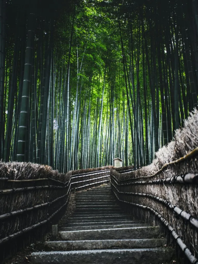 A tranquil path winding through the Arashiyama Bamboo Grove, a highlight of Kyoto free walking tours